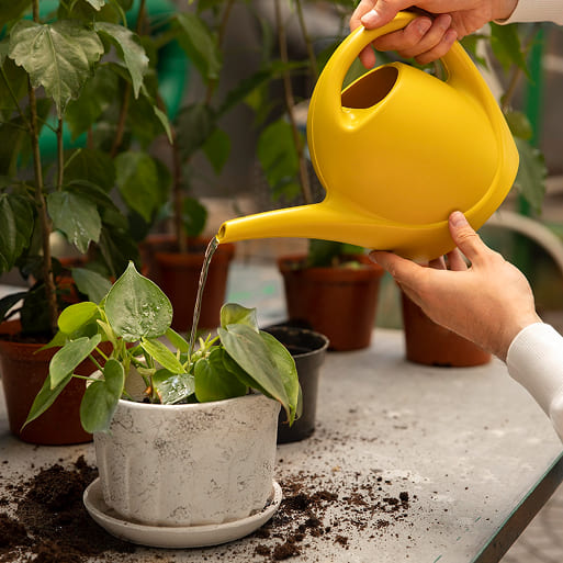 Plant Care
